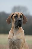 DOGUE ALLEMAND 759